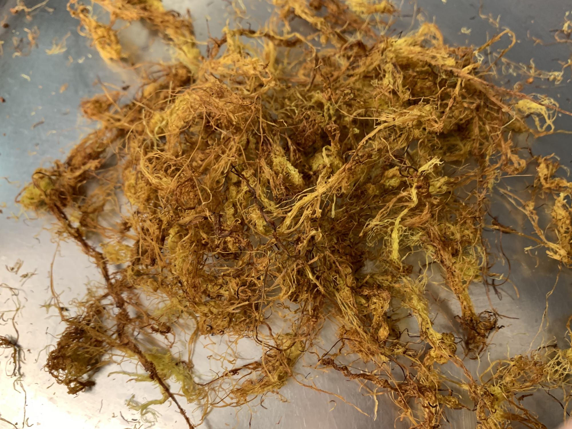 レシピ紹介 ヤングコーンのひげ茶 東野産婦人科