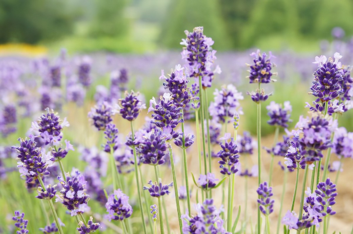 2 今月のpickup アロマオイル ラベンダー アングスティフォリア 東野産婦人科